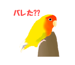 Love bird Rubio!! sticker #3308051