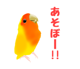 Love bird Rubio!! sticker #3308052