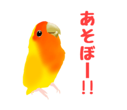 Love bird Rubio!! sticker #3308052