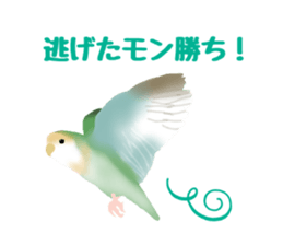 Love bird Rubio!! sticker #3308057