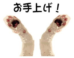 Hand of a cat sticker #3308830
