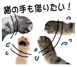 Hand of a cat sticker #3308838
