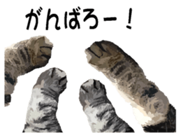Hand of a cat sticker #3308840