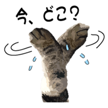 Hand of a cat sticker #3308846