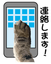 Hand of a cat sticker #3308851