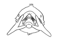 white gorilla sticker #3324840