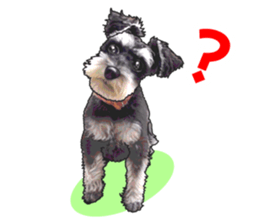 Miniature Schnauzer English ver. sticker #3328917