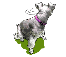 Miniature Schnauzer English ver. sticker #3328924