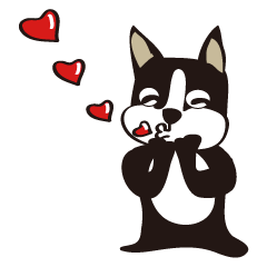 boschee of the Boston terrier