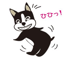 boschee of the Boston terrier sticker #3336895