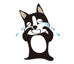 boschee of the Boston terrier sticker #3336898