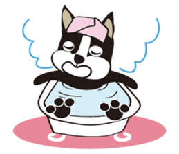 boschee of the Boston terrier sticker #3336905