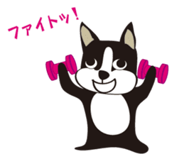 boschee of the Boston terrier sticker #3336912