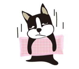 boschee of the Boston terrier sticker #3336919