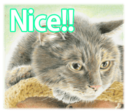 Colored pencil Cat sticker sticker #3343461