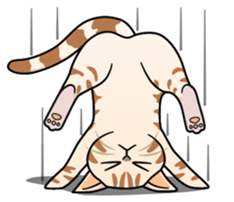 Manma cat (American Short, Cameo tabby) sticker #3346533
