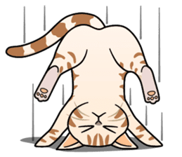 Manma cat (American Short, Cameo tabby) sticker #3346533