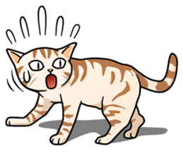 Manma cat (American Short, Cameo tabby) sticker #3346534