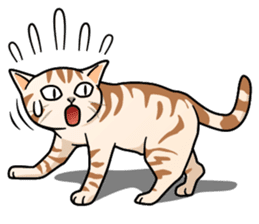 Manma cat (American Short, Cameo tabby) sticker #3346534