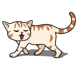 Manma cat (American Short, Cameo tabby) sticker #3346536