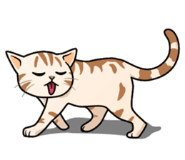 Manma cat (American Short, Cameo tabby) sticker #3346536