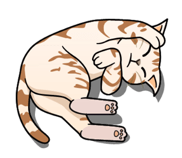 Manma cat (American Short, Cameo tabby) sticker #3346537