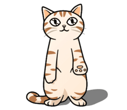 Manma cat (American Short, Cameo tabby) sticker #3346538