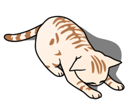 Manma cat (American Short, Cameo tabby) sticker #3346539