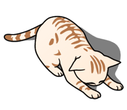 Manma cat (American Short, Cameo tabby) sticker #3346539