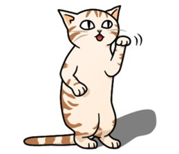 Manma cat (American Short, Cameo tabby) sticker #3346540