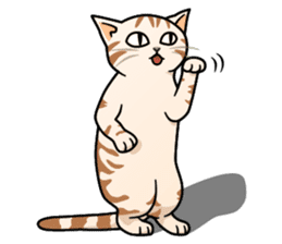 Manma cat (American Short, Cameo tabby) sticker #3346540