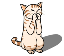 Manma cat (American Short, Cameo tabby) sticker #3346541