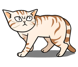Manma cat (American Short, Cameo tabby) sticker #3346542