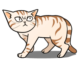 Manma cat (American Short, Cameo tabby) sticker #3346542