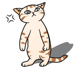 Manma cat (American Short, Cameo tabby) sticker #3346543