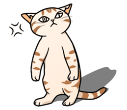 Manma cat (American Short, Cameo tabby) sticker #3346543