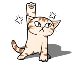 Manma cat (American Short, Cameo tabby) sticker #3346544