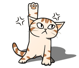 Manma cat (American Short, Cameo tabby) sticker #3346544