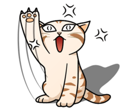 Manma cat (American Short, Cameo tabby) sticker #3346545