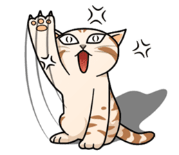 Manma cat (American Short, Cameo tabby) sticker #3346545