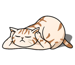 Manma cat (American Short, Cameo tabby) sticker #3346547