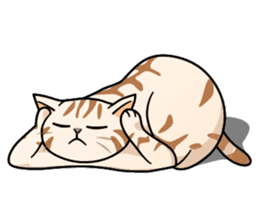 Manma cat (American Short, Cameo tabby) sticker #3346547