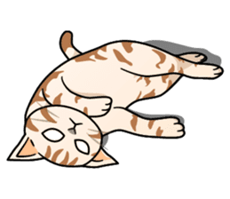 Manma cat (American Short, Cameo tabby) sticker #3346548