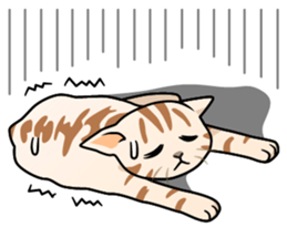 Manma cat (American Short, Cameo tabby) sticker #3346550