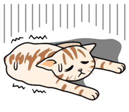 Manma cat (American Short, Cameo tabby) sticker #3346550