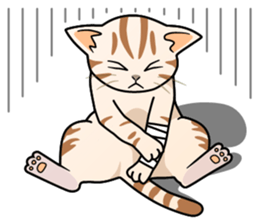 Manma cat (American Short, Cameo tabby) sticker #3346551