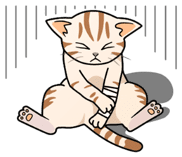 Manma cat (American Short, Cameo tabby) sticker #3346551