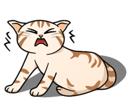 Manma cat (American Short, Cameo tabby) sticker #3346553