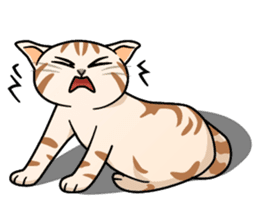Manma cat (American Short, Cameo tabby) sticker #3346553