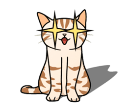 Manma cat (American Short, Cameo tabby) sticker #3346563